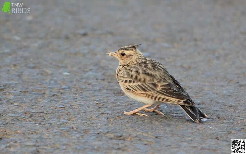 Sykes's Crested Lark